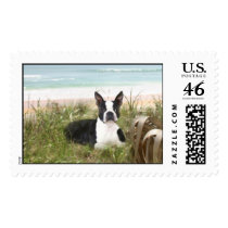 Boston Terrier Postage Beachgrass postage by normagolden Boston Terrier Postage Beachgrass postage