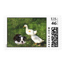 Boston Terrier Postage Ducks postage