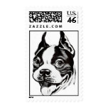 Boston Terrier  Postage Stamp