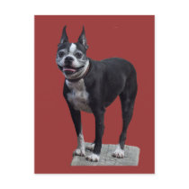 Boston Terrier postcards