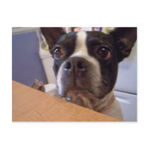 boston terrier postcards by KatAnnette boston terrier postcards