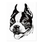 Boston Terrier Postcard