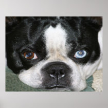 Boston Terrier posters