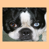 Boston Terrier posters