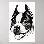 Boston Terrier Poster