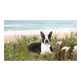 Boston Terrier Poster Beachgrass print