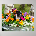 Boston terrier posters