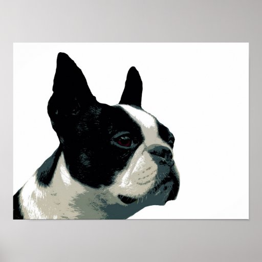 Boston Terrier Print | Zazzle