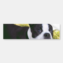 Boston Terrier Pup Bumper Sticker