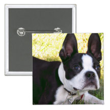 Boston Terrier Pup Button
