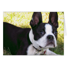 Boston Terrier Pup Greeting Card