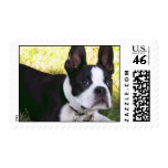 Boston Terrier Pup Postage Stamp