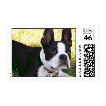 Boston Terrier Pup Postage Stamp