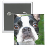 Boston Terrier Pup Square Button