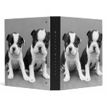Boston Terrier puppies binder