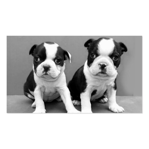 Boston Terrier puppies business cards (front side)