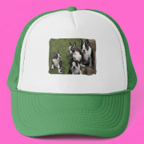 Boston Terrier Puppies hats