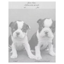 Boston Terrier Puppies letterhead