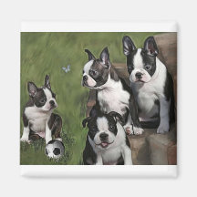 Boston Terrier Puppies Magnet