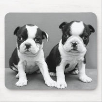 Boston Terrier Puppies mousepad