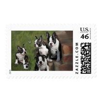 Boston Terrier Puppies postage