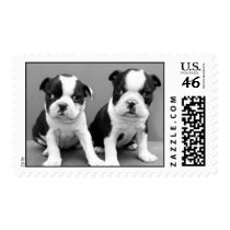 Boston Terrier Puppies postage