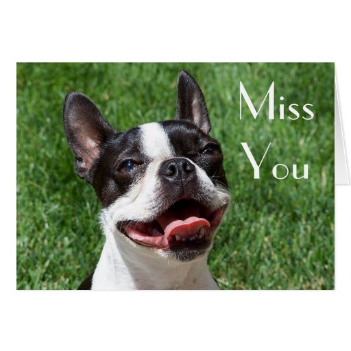 Boston Terrier Puppy Dog Miss You Greeting Card | Zazzle