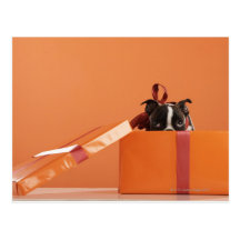 Boston terrier puppy in gift box post card