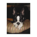 Boston Terrier puppy postcard