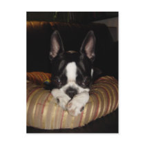 Boston Terrier puppy postcard