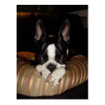 Boston Terrier puppy postcard postcards
