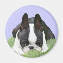 Boston terrier puppy resting magnets