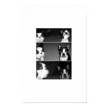 Boston Terrier(s) posters by michaelsparta Boston Terrier(s) posters