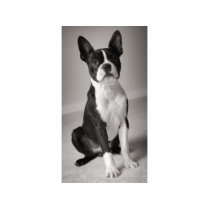 Boston Terrier Sitting Sculpture photo sculptures by foothillsmkt Boston Terrier Sitting Sculpture photo sculptures