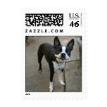 boston terrier stamp1