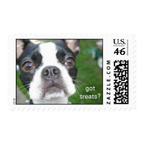 Boston Terrier Stamp stamps