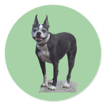 Boston Terrier stickers