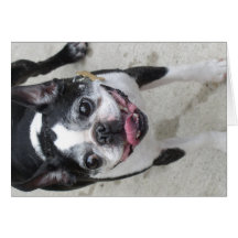 Boston Terrier Tarjetas