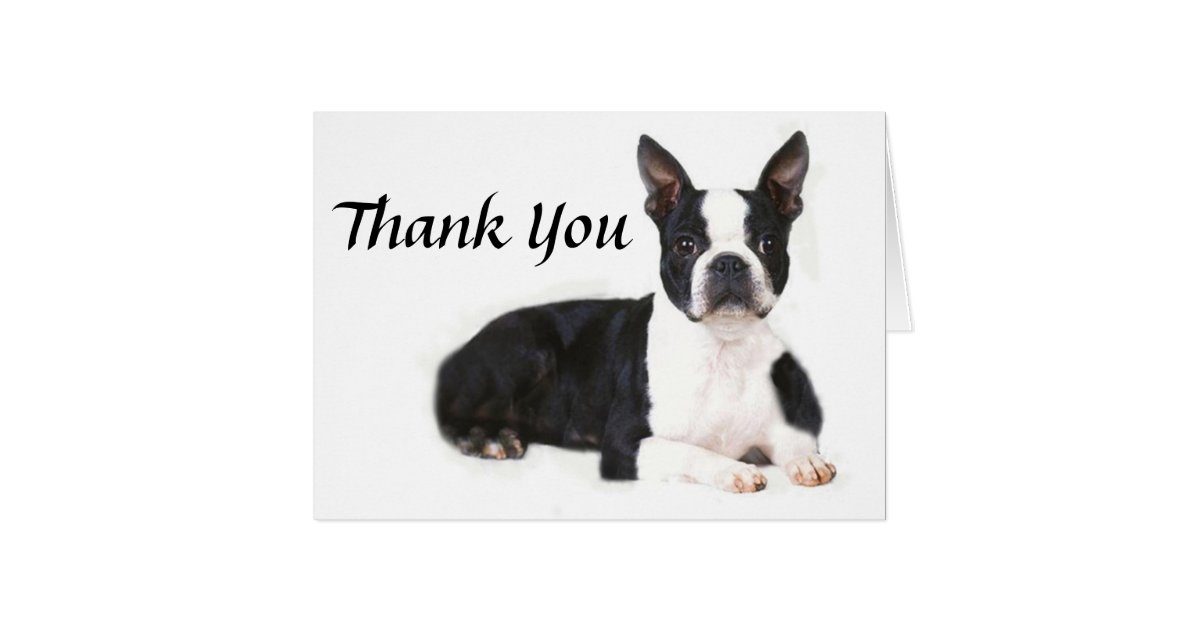 Boston Terrier Thank You Card Zazzle