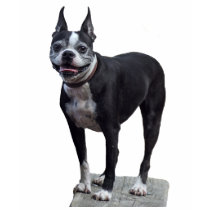 Boston Terrier t-shirts