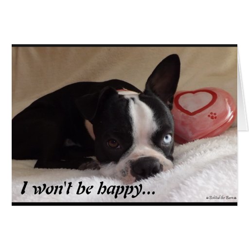 Boston Terrier Valentine's Day Card Zazzle