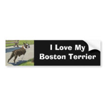 Boston Terrier Vintage Bumper Sticker bumper stickers by normagolden Boston Terrier Vintage Bumper Sticker bumper stickers