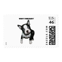 Boston Terrier:  Who's Your Baby? Postage Stamp