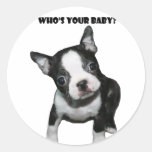 Boston Terrier:  Who's Your Baby? Sticker