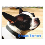 Boston Terriers Calender Wall Calendar