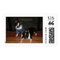 Boston Terriers postage