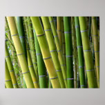 Botanical Bamboo Poster