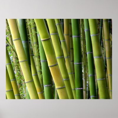 bamboo poster