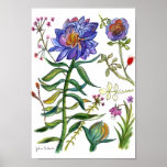 Botanical Drawing of Wonderful Blue Flower-A Print