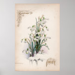 Botanical Engravings, January posters